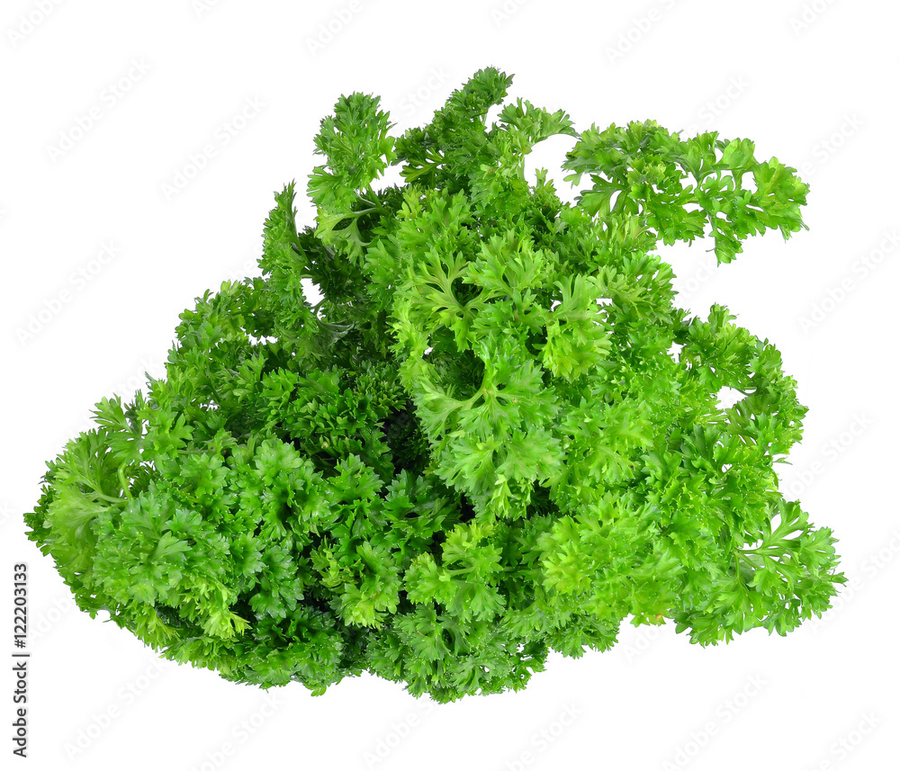 Fototapeta premium parsley isolated on white background