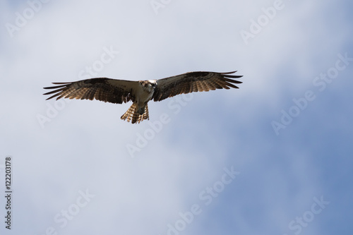 Osprey Flying  J.N.   Ding   Darling National Wildlife Refuge  S