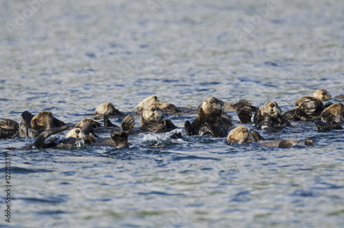 Northern Sea Otters (Enhydra lutris kenyoni) in Saginaw Bay off Kuiu Island in Tongass National Forest; Alaska, United States of America photo
