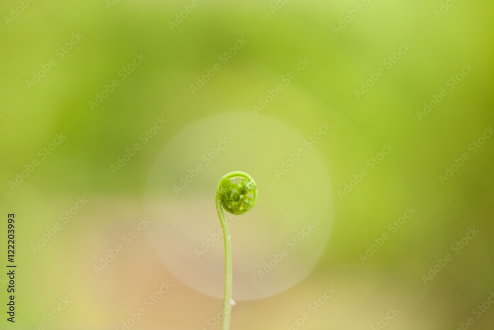 young green sprout of fern sensitive focus young green sprout of fern sensitive focus