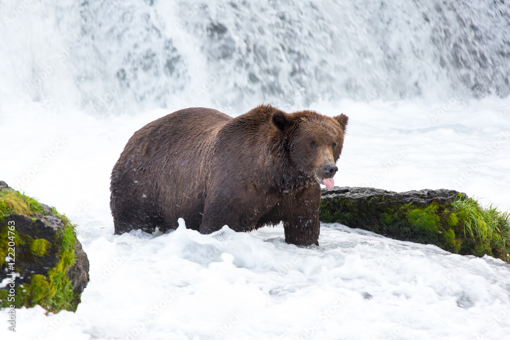 Slurp and Yummy Bears Slurp and Yummy Bears