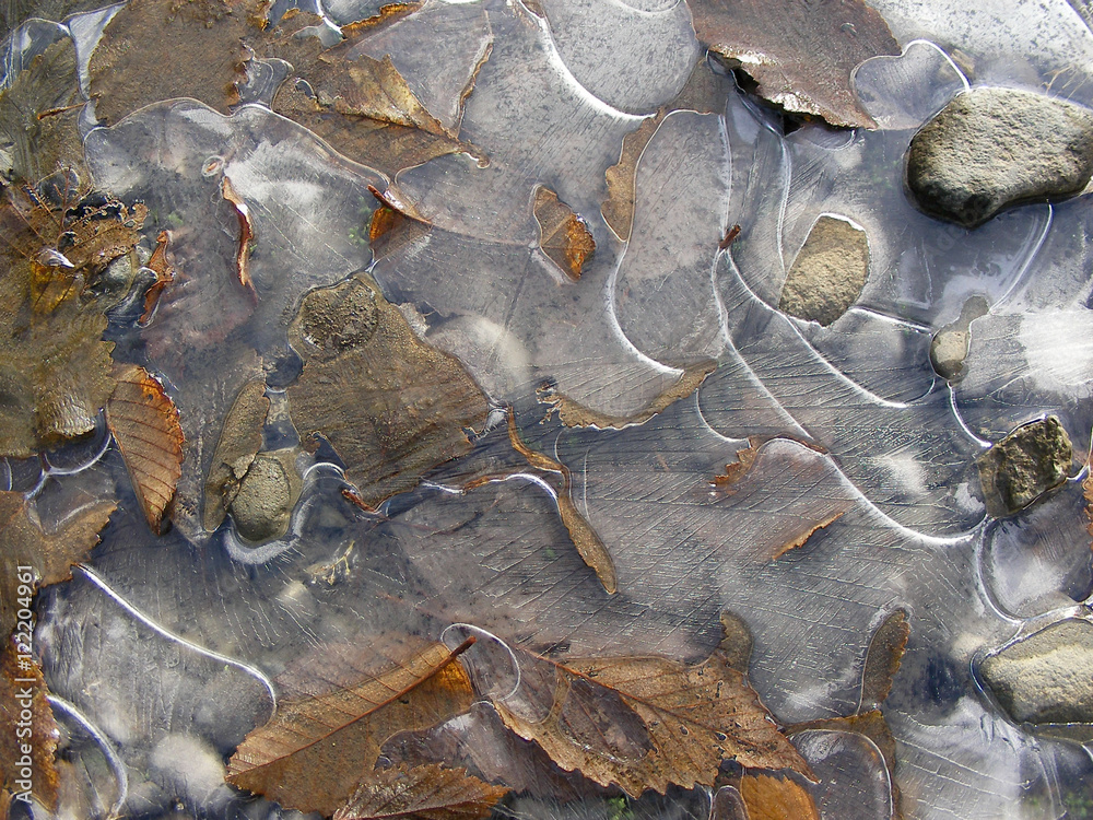 frozen ice and leaves