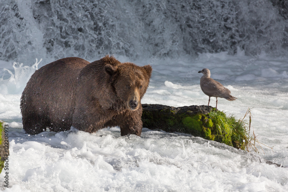 Naklejka premium Seaguls Bears at Brooks Falls