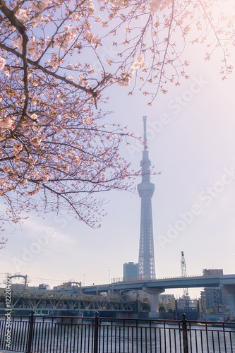 Tokyo Skytree with Cherry Blossoms Surrounded located at Sumida park, Tokyo, Japan.