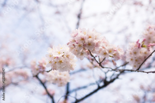 Cherry blossoms at Chidorigafuchi park, Tokyo, Japan. © thisisdraft