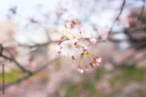 Cherry blossoms at Chidorigafuchi park, Tokyo, Japan. © thisisdraft