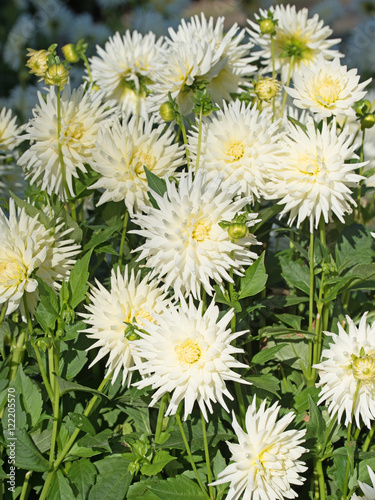 Dahlien  Dahlias