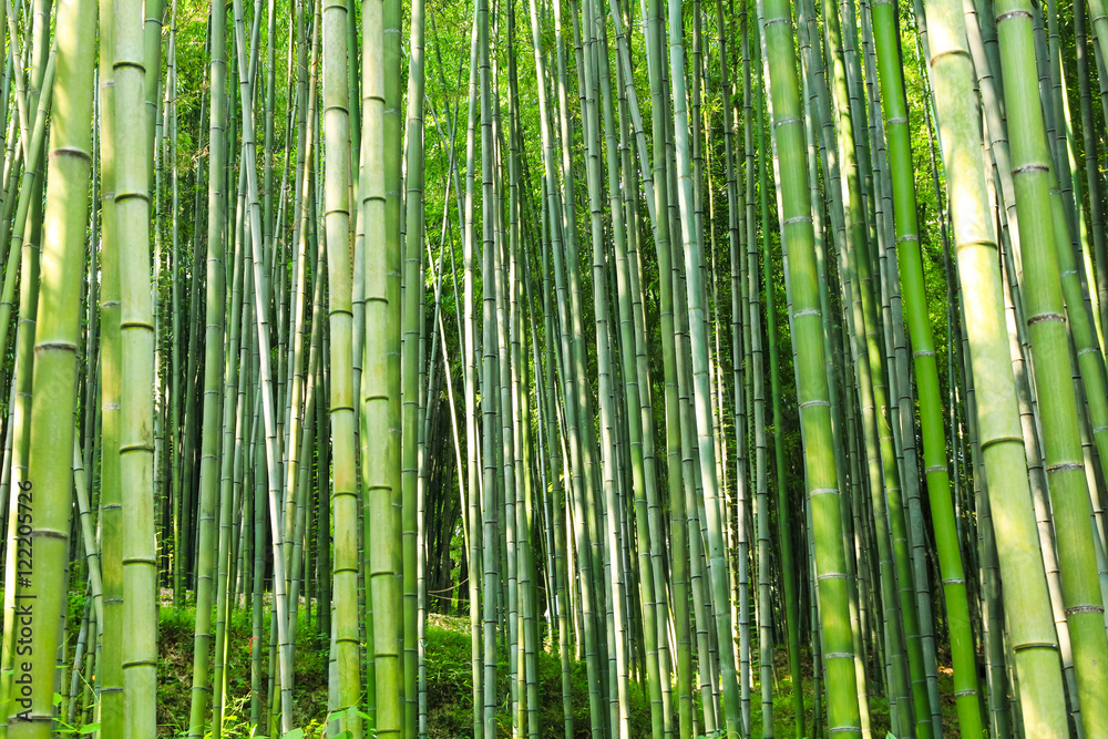 the green bamboo grove downing sunshine / A view of the green bamboo grove downing sunshine in korea the green bamboo grove downing sunshine / A view of the green bamboo grove downing sunshine in korea