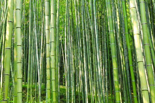 Fototapeta Naklejka Na Ścianę i Meble -  the green bamboo grove downing sunshine / A view of the green bamboo grove downing sunshine in korea 