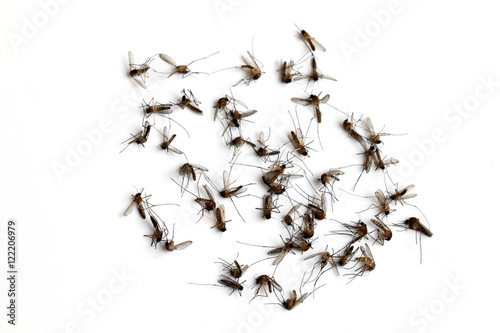 Many dead mosquitoes isolated on white background.