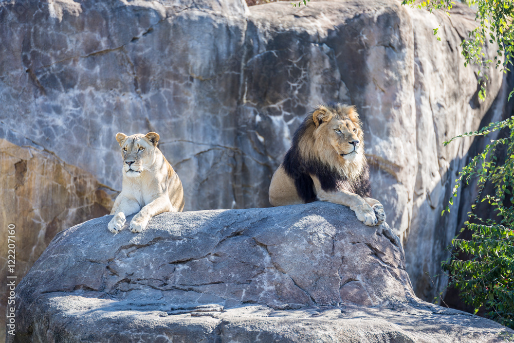 Obraz premium Lions on a Rock