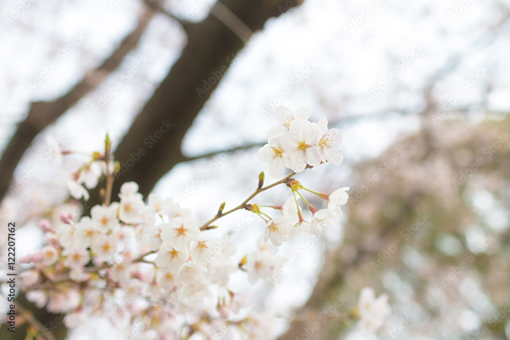 Cherry blossoms at Chidorigafuchi park, Tokyo, Japan. Cherry blossoms at Chidorigafuchi park, Tokyo, Japan.