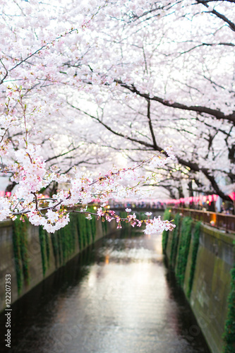 Cherry blossoms at Meguro river, Naka-Meguro Tokyo, Japan.