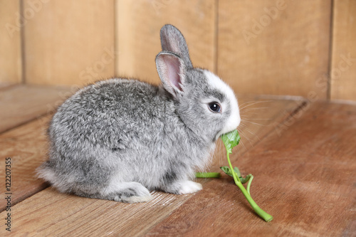 Gray rabbit eating morning glory on the wooden floor.