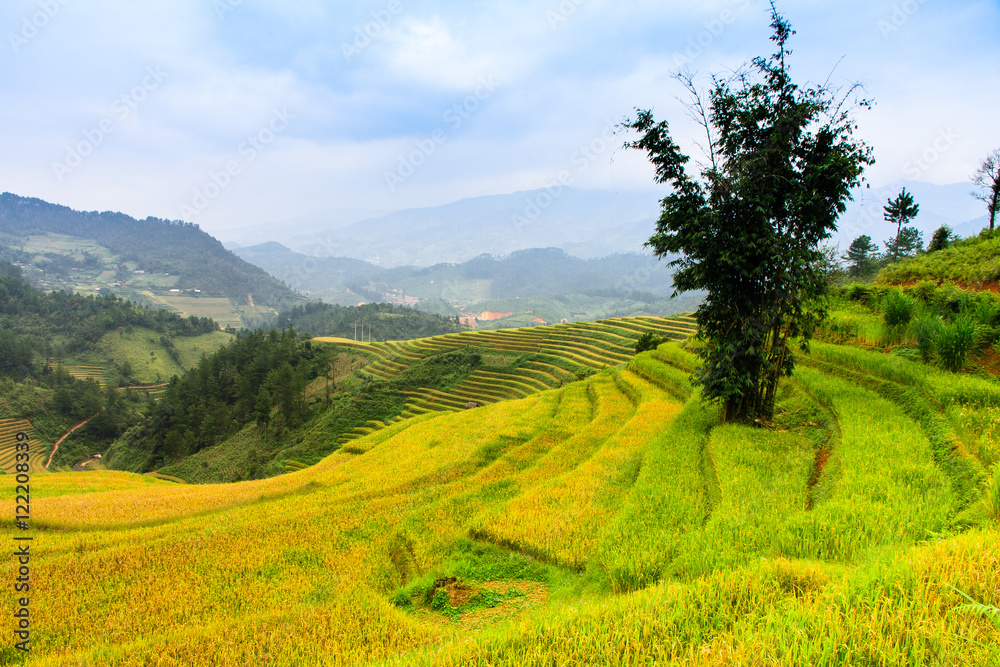 Rice fields on terraced in Northwest of Vietnam.