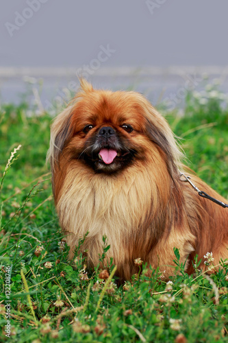 Fotografi dog breed Pekingese