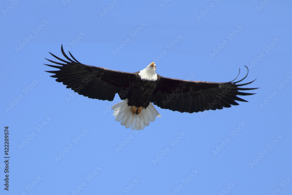 Naklejka premium Adult Bald Eagle (haliaeetus leucocephalus)