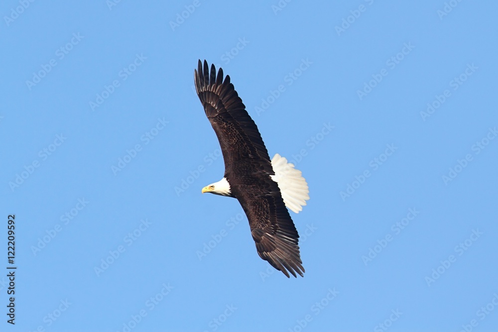 Obraz premium Bald Eagle (haliaeetus leucocephalus)