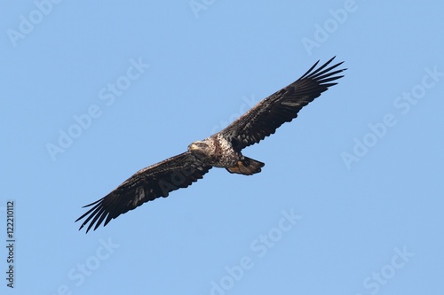 Bald Eagle (haliaeetus leucocephalus)