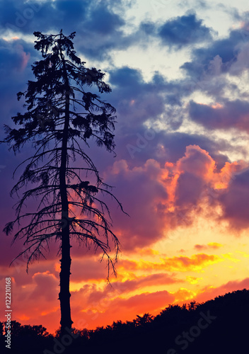 Old pine tree over bright sunset sky
