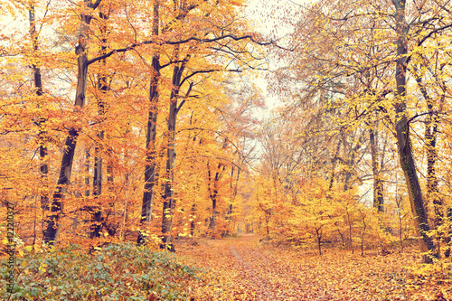 Pathway in the autumn forest