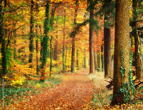 Pathway in the autumn forest