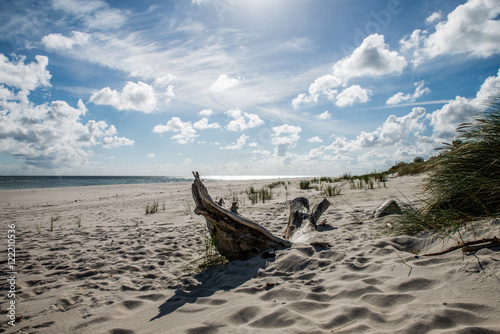 Fototapeta Naklejka Na Ścianę i Meble -  Beautiful sea shore with driftwood trees trunks