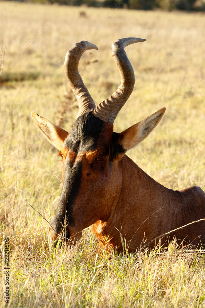 I See you - Red Harte-beest - Alcelaphus buselaphus caama I See you - Red Harte-beest - Alcelaphus buselaphus caama