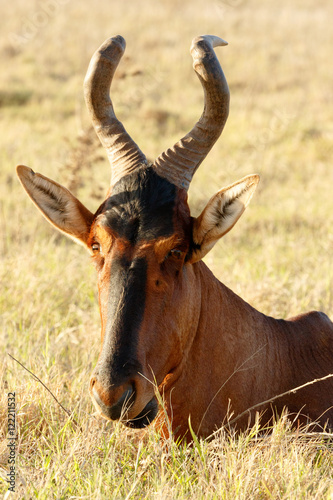 i am watching you - Red Harte-beest - Alcelaphus buselaphus caam