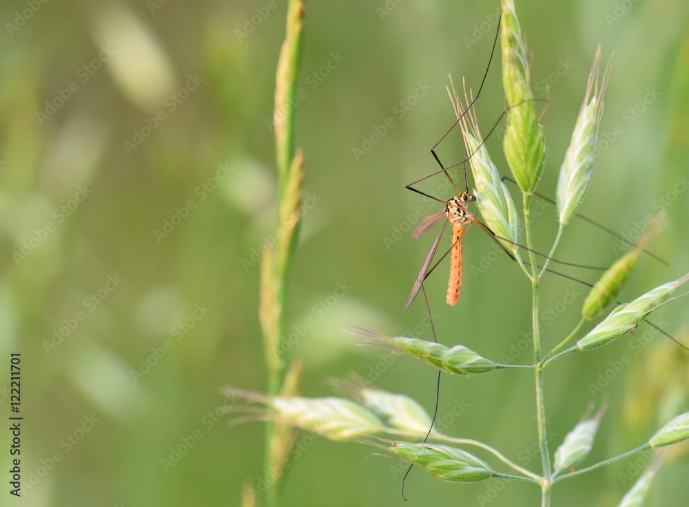 TIPULOIDEA OR LONGLEGGED FLY ON GREEN GRAIN. TIPULOIDEA OR LONGLEGGED FLY ON GREEN GRAIN.