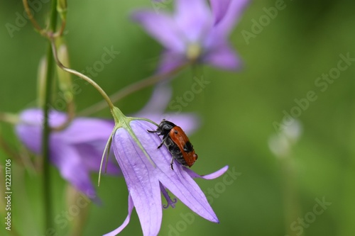 RED BUG WITH BLACK DOTS ON PURPLE FLOWER