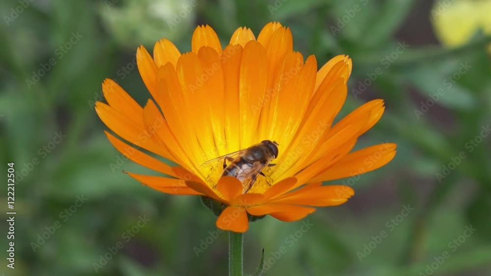 hoverfly on marigold in the nature hoverfly on marigold in the nature