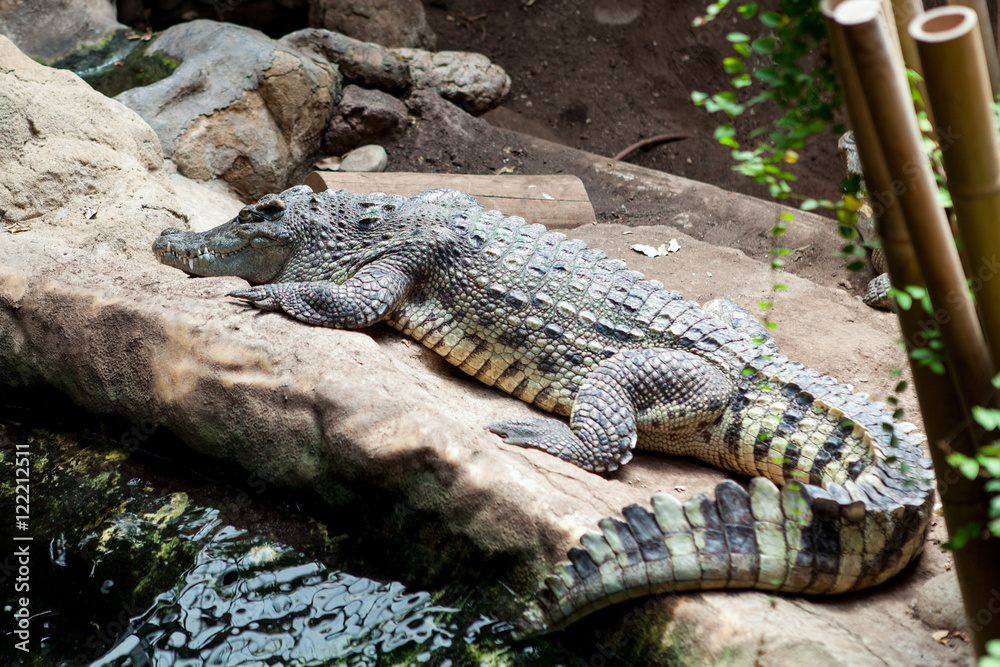 Portrait of alligator in reptilarium Portrait of alligator in reptilarium