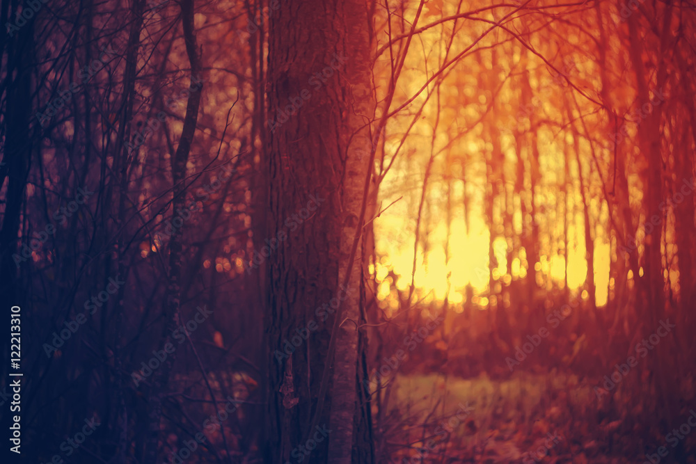 Autumn forest at evening Autumn forest at evening