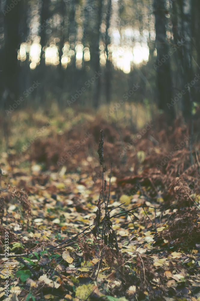 Obraz premium Autumn forest at evening