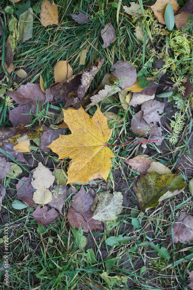 Autumn grass and maple leaf Autumn grass and maple leaf