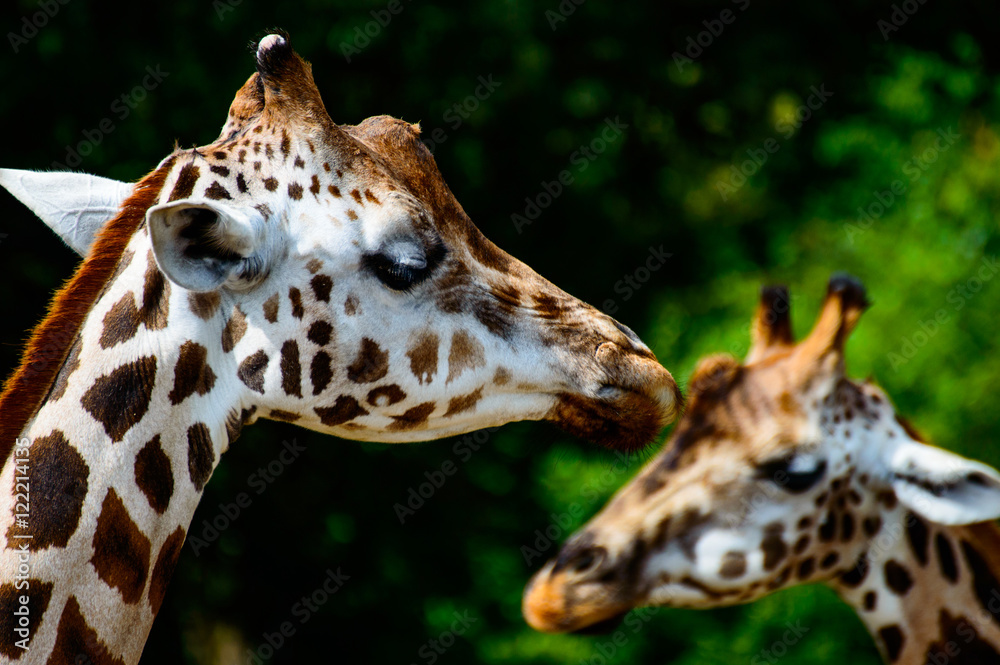 Giraffenköpfe