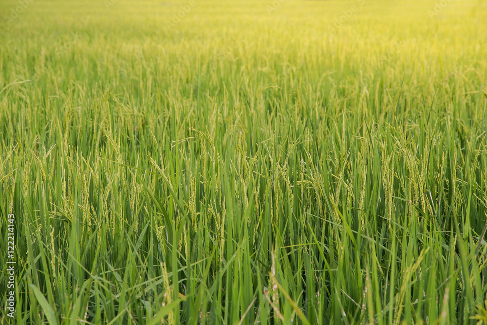Rice in a paddy field,Blur Paddy rice field in the morning backg