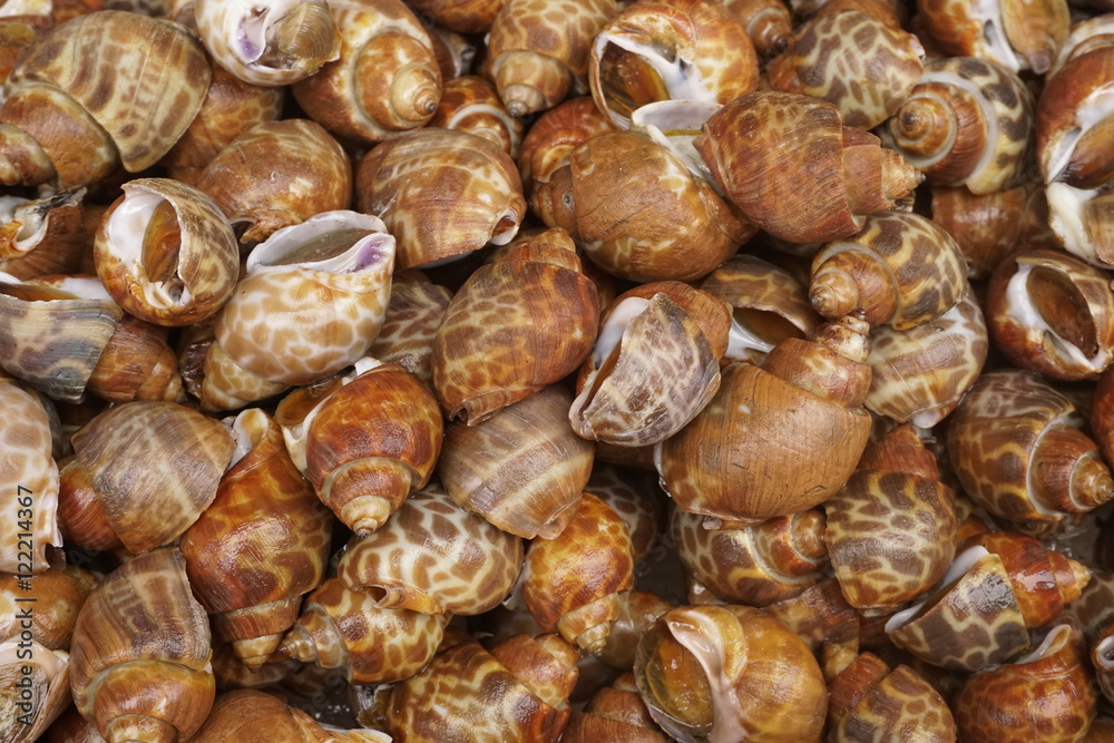 Snail Snail
