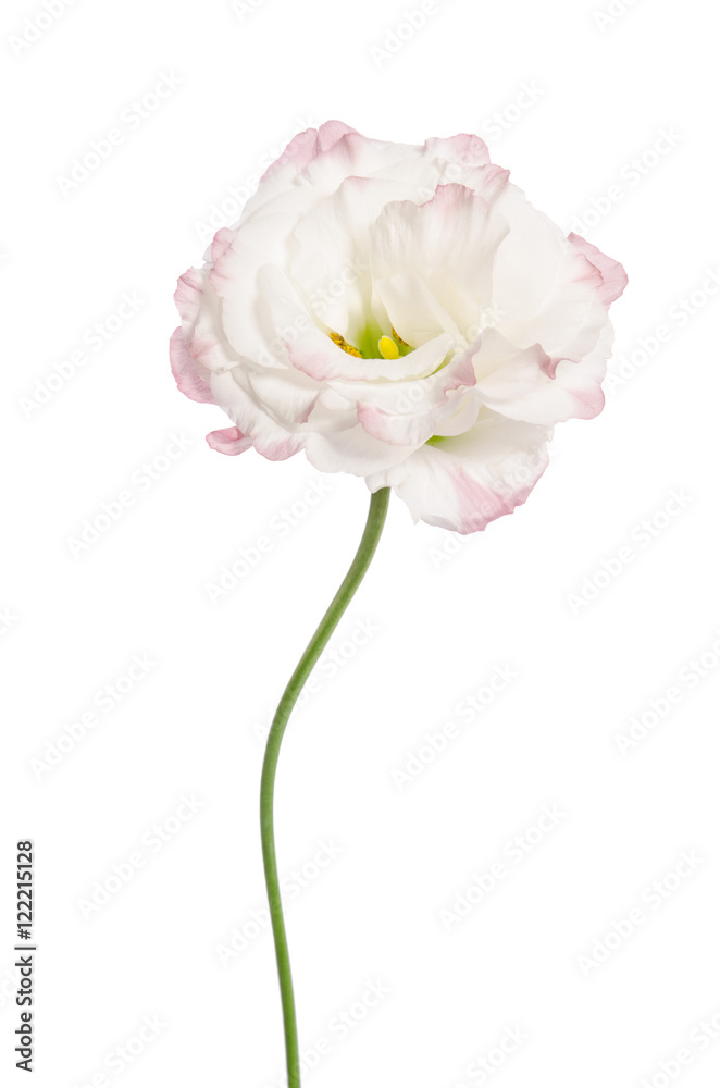 Beauty white flower isolated on white. Eustoma Beauty white flower isolated on white. Eustoma