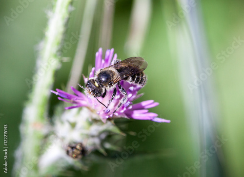 Macrophotographie d'un insecte: Osmie des coquelicots - (Osmia papaveris)