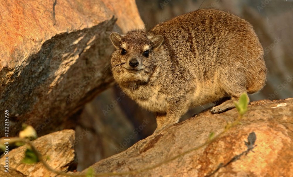 Rock hyrax in the beautiful nature habitat, Procavia capensis, wild africa, african wildlife, trees and rocks places, small mammals