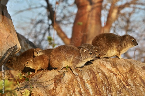 Rock hyrax in the beautiful nature habitat, Procavia capensis, wild africa, african wildlife, trees and rocks places, small mammals