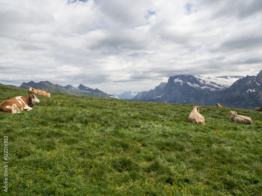 Fototapeta premium Vacas en el prado de Männlichen , Suiza en el verano de 2016 OLYMPUS DIGITAL CAMERA