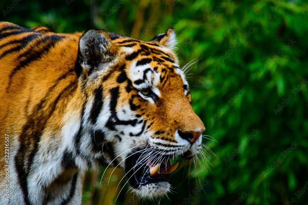 Fototapeta premium Tiger mit offenem Maul