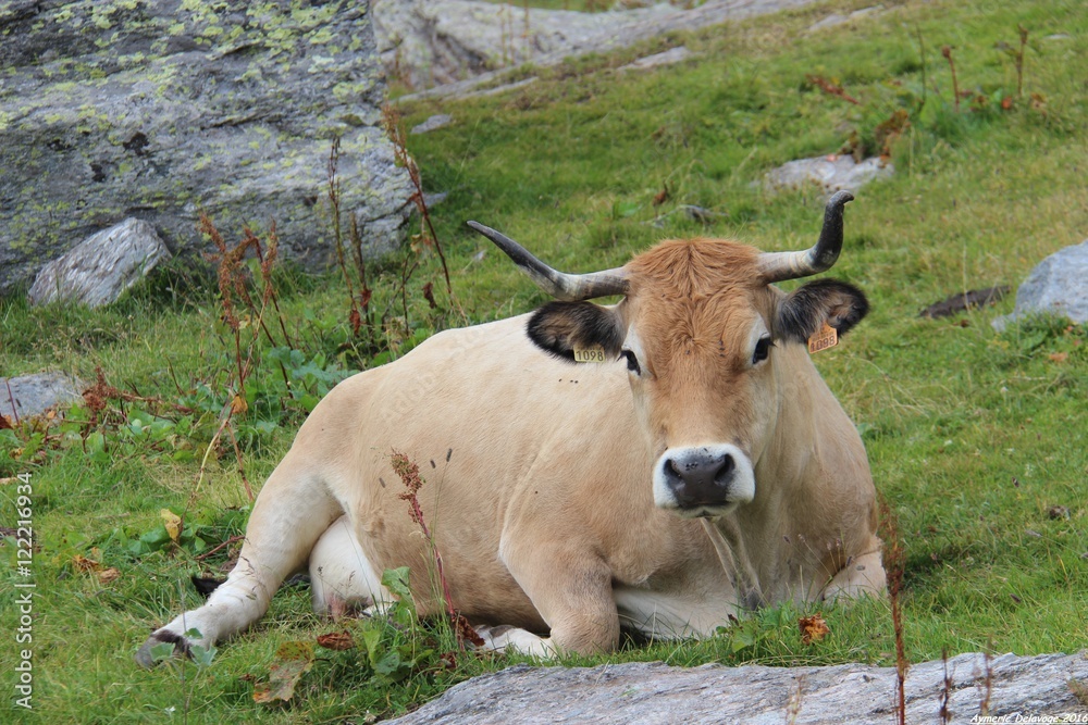 Vache dans les Alpes Vache dans les Alpes