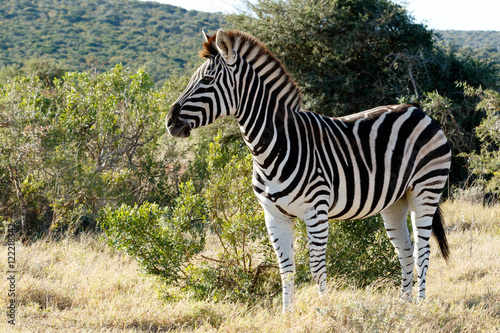 Burchell s Zebra