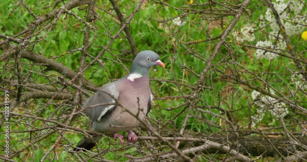 Wood Pigeon Columba palumbus sitting on the branch Wood Pigeon Columba palumbus sitting on the branch