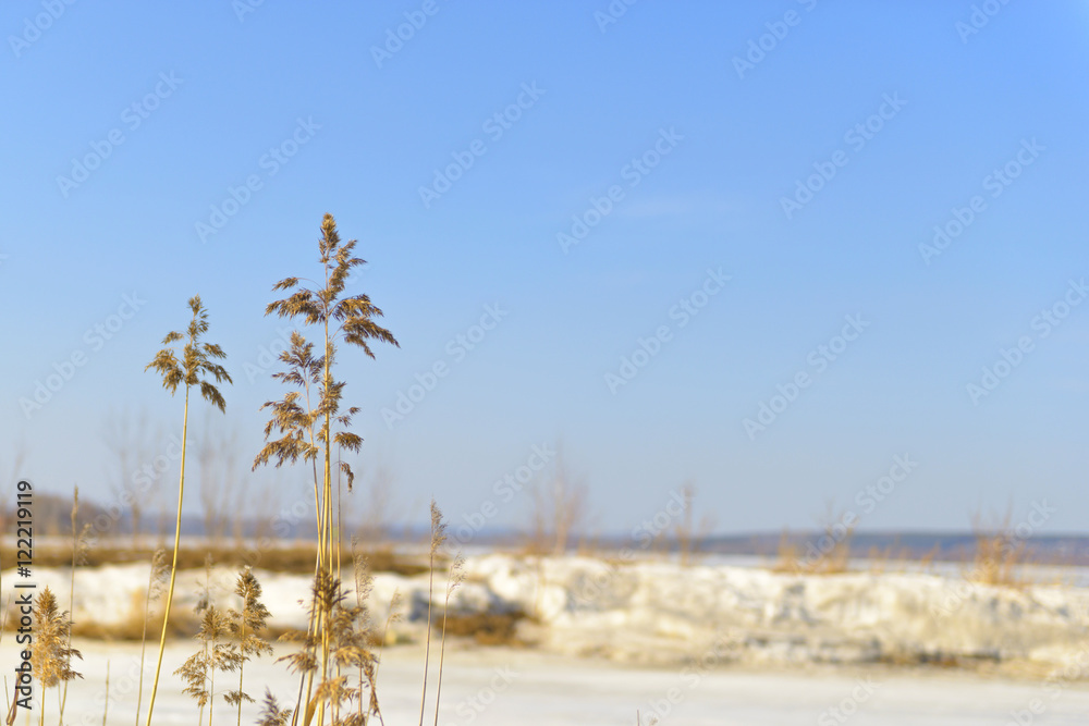 dry reed on a blurred background of spring pond and blue sky