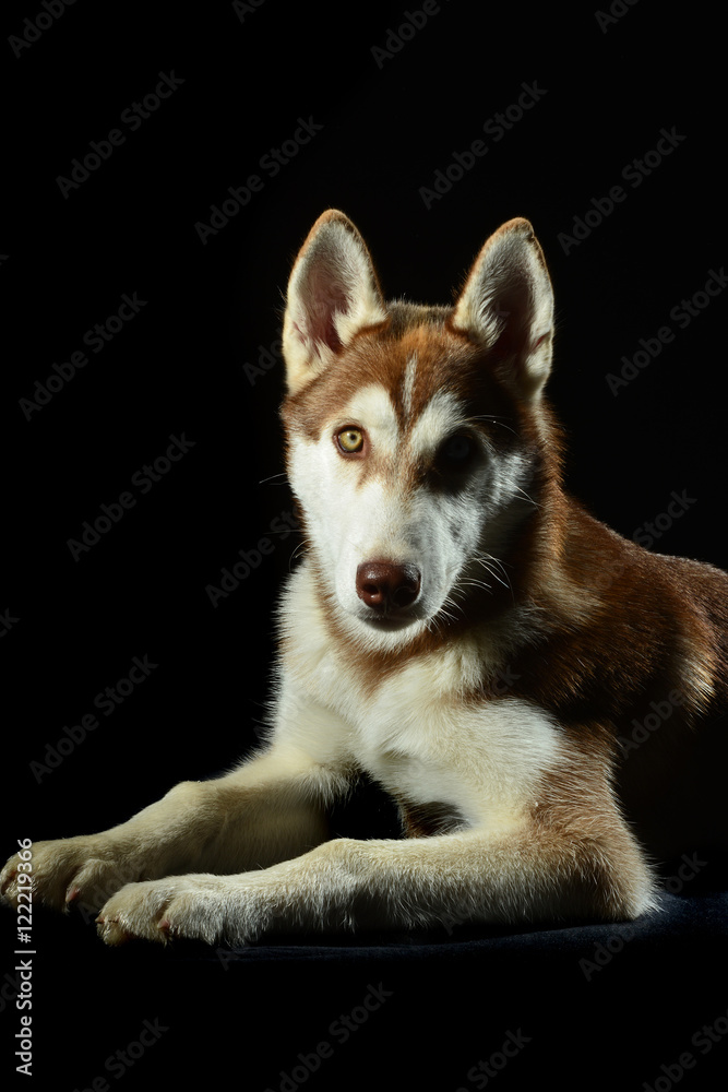 Husky Husky
